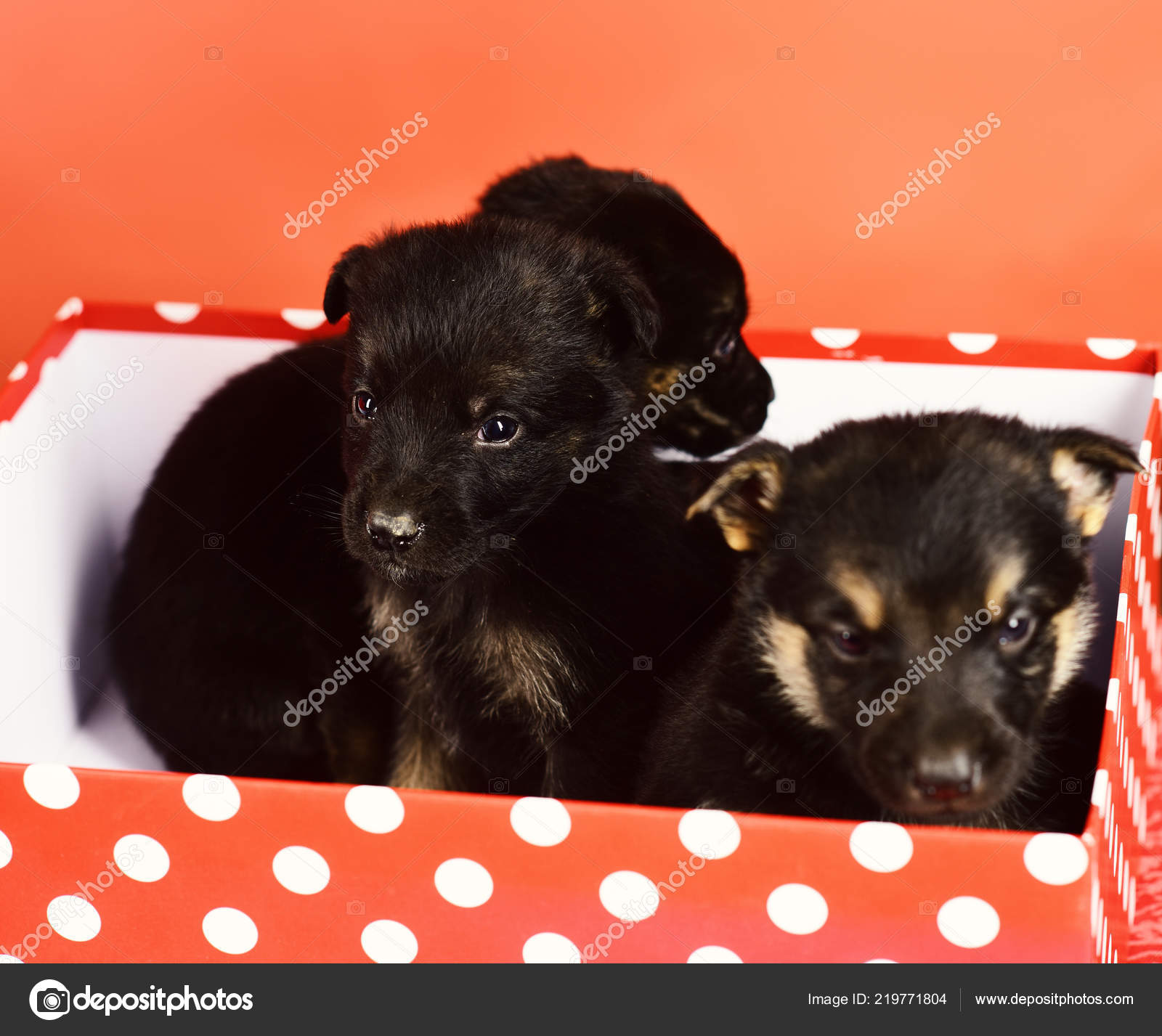 Cuccioli In Regalo Animali Di Piccola Taglia Come Regali Di Natale