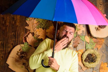 Hipster sakal bıyık ile yağmurlu hava tutun renkli şemsiye bekliyoruz. Sonbahar atmosfer öznitelikleri. Adam turuncu yaprak üstten görünüm ile ahşap arka plan üzerinde uykulu lay sakallı. Sonbahar ve sonbahar hava