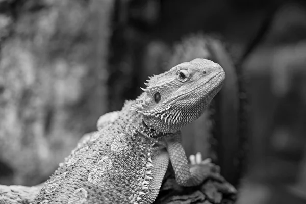 Pogona vitticeps with light green skin walks in nature. — Stock Photo, Image