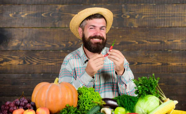 Il contadino rustico in cappello di paglia ama il gusto piccante. L'uomo tiene il raccolto del pepe. Il contadino barbuto tiene il pepe in mano. Contadino presentando peperoncino piccante sfondo in legno. Concetto di raccolta del pepe — Foto Stock