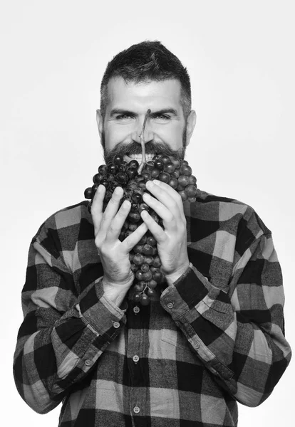 Bauer zeigt seine Ernte. Mann hält lila Trauben als Bart — Stockfoto