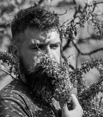 Sakal ve bıyık çiçek güneşli yakınındaki sakin yüzünde olan adam. Hipster menekşe çiçeği kokusu sahiptir. Parfümeri ve koku kavramı. Erguvan bloom taze saç kesimi ile sakallı adam burnunu çekmek
