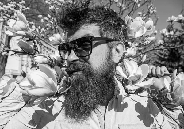 Guy se ve genial con gafas de sol con estilo. El hombre con barba y bigote lleva gafas de sol en el día soleado, flores de magnolia en el fondo. Concepto de primavera. Hipster feliz con gafas de sol de moda — Foto de Stock