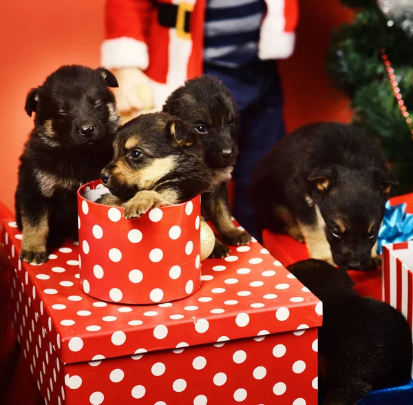 New year gift concept. Puppies in gift boxes. Pet as xmas present near fir tree. Doggy looks out of red spotted Christmas box on red background.