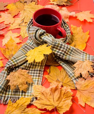 Bir fincan çay eşarp kırmızı arka plan düşmüş akçaağaç yaprakları ve köknar koniler ile çevrili. Kupa rahat aromatik çay içecek ve eşarp. Coziness ve zevk. Sonbahar yürüyüş için sıcak bir içecek. İçecek ısınma