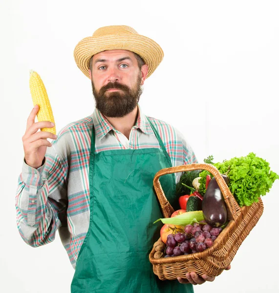 Chapeau de paille fermier tenir épi de maïs et légumes panier. Panier en osier de légumes frais biologiques. Hipster jardinier porter tablier transporter des légumes. Homme barbu présentant légumes fond blanc isolé — Photo