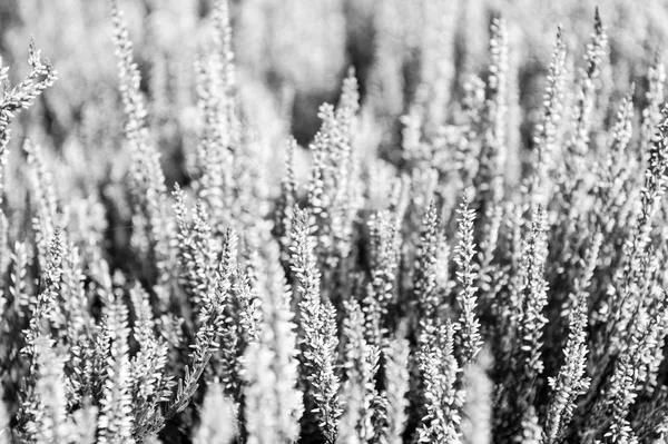 Flores con flor blanca con hojas verdes en el campo — Foto de Stock