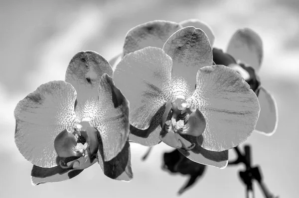 Bloeiende orchidee met roze bloemblaadjes op zonnige dag. Bloem met verse bloesem op blauwe hemel. Schoonheid van de natuur. Zomer of lente seizoen. Geur en versheid concept — Stockfoto