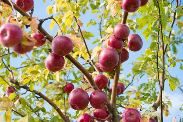 Πλούσια συγκομιδή έννοια. Μήλα κόκκινα ώριμα φρούτα σε φόντο του ουρανού υποκατάστημα. Μήλα συγκομιδή σεζόν πτώση. Κηπουρική και τη συγκομιδή. Βιολογικό Μήλο καλλιέργειες αγρόκτημα ή στον κήπο. Φθινόπωρο μήλα συγκομιδή σεζόν — Φωτογραφία Αρχείου