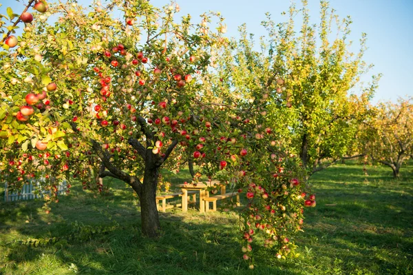 Apple kerti jellegű háttér őszi napsütésben. Kertészet és a betakarítás. Őszi Alma növények ökológiai természetes gyümölcs. Alma fa, érett gyümölcsök, ágak. Alma betakarítás koncepció — Stock Fotó