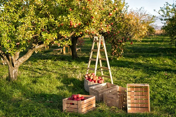 Kertészet és a betakarítás. Apple növények betakarítás kert tartozik. Almafa gyümölcsöt az ágak és a betakarítás létra. Alma betakarítás koncepció. Apple kerti jellegű háttér napsütéses őszi napon — Stock Fotó