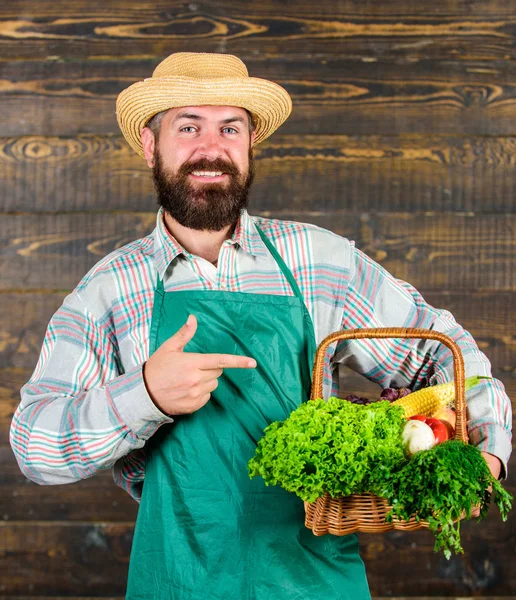 Man bearded farmer wear apron presenting vegetables wooden background. Farmer hipster straw hat deliver fresh vegetables. Farm delivery fresh vegetables. Fresh organic vegetables in wicker basket