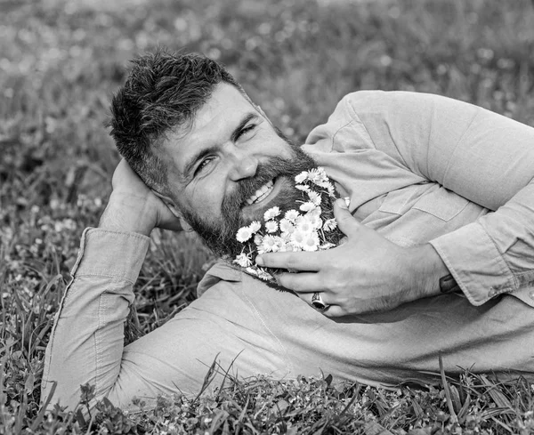 Homem com barba no rosto sorridente desfrutar da natureza. Homem barbudo com flores de margarida estava no prado, magra na mão, fundo de grama. Hipster com margaridas na barba parece atraente. Conceito de masculinidade — Fotografia de Stock