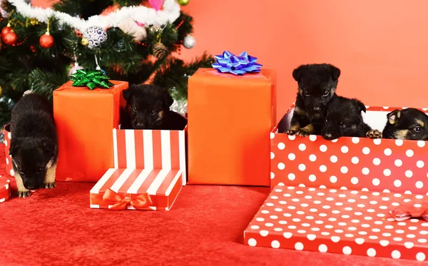 Doggy kijkt uit gestreepte en gevlekte kerstdoos — Stockfoto