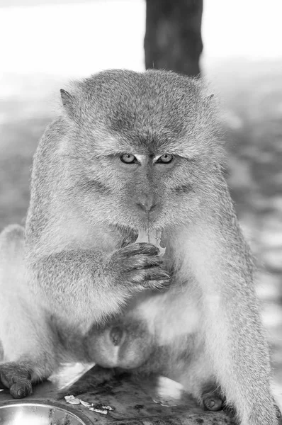 Los animales de mono comen comida. Primado sentado al aire libre. Lindo animal. Día del mono. Naturaleza salvaje y vida silvestre. Zoológico — Foto de Stock