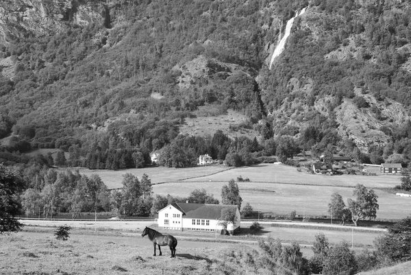 Konia na pastwisku trawy na górskich krajobrazów w Flåm, Norway. Koń na słoneczny dzień zielony łąka. Letni krajobraz z wypasu. Zwierzę na charakter. Ekologia. Rolnictwo i hodowla — Zdjęcie stockowe