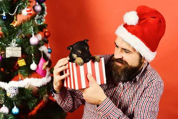 Ο άντρας με το καπέλο παίζει με το κουτάβι. Ο Άγιος Βασίλης κρατάει σκύλο — Φωτογραφία Αρχείου