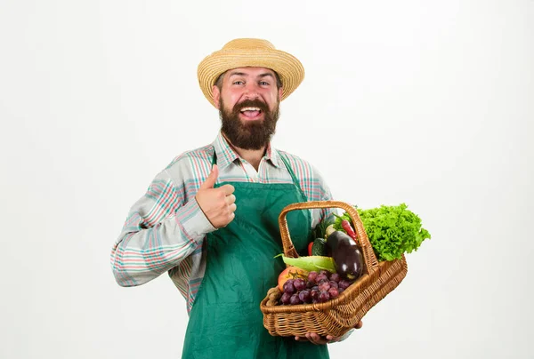 Farmář slamák hold lilku a koš zeleniny. Čerstvá biozelenina proutěný koš. Muž vousatý prezentující zelenina bílé pozadí, samostatný. Bokovky zahradník nosí zástěru carry zelenina — Stock fotografie