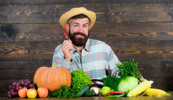 Contadino presentando peperoncino piccante sfondo in legno. L'uomo tiene il raccolto del pepe. Il contadino barbuto tiene il pepe in mano. Concetto di raccolta del pepe. contadino rustico in cappello di paglia piace gusto piccante — Foto Stock