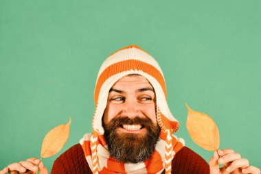 Sakallı adam sarı kiraz ağacı yapraklarını tutuyor.