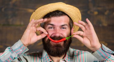 Adam tutun biber hasat. Sakallı çiftçi biber kırmızı biber elinde tut. Çiftçi sunan sıcak biber biber ahşap arka plan. Biber hasat kavramı. Hasır şapkalı rustik çiftçi baharatlı tadı seviyor