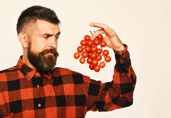 L'uomo con la barba tiene bacche di pomodoro isolate su sfondo bianco. — Foto Stock