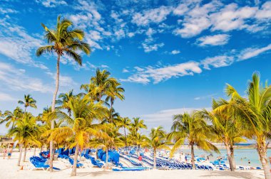 Yeşil beyaz kum plaj üzerinde palms