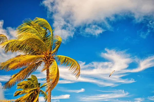 Sommer-Natur-Szene. Kokospalmen mit blauem Himmel — Stockfoto