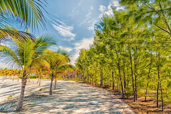 Тропічний пейзаж долонь і дерев на білому піску — стокове фото
