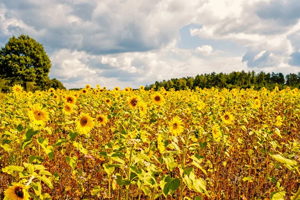 Field of sunflowers Helianthus annuus in the Lueneburg — Stock Photo, Image