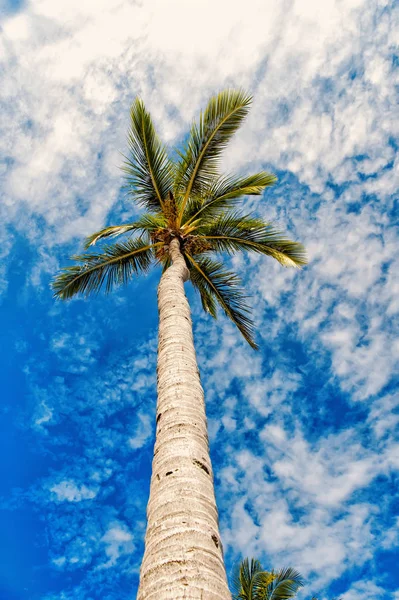 Palmera con hojas verdes en tronco largo, cielo azul — Foto de Stock