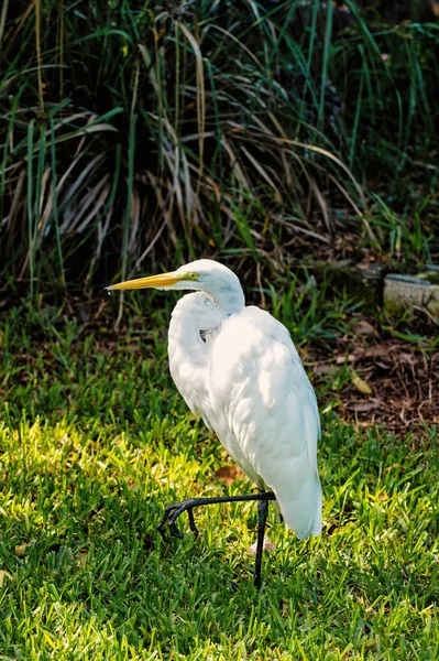 Heron or great egret bird — Stock Photo, Image