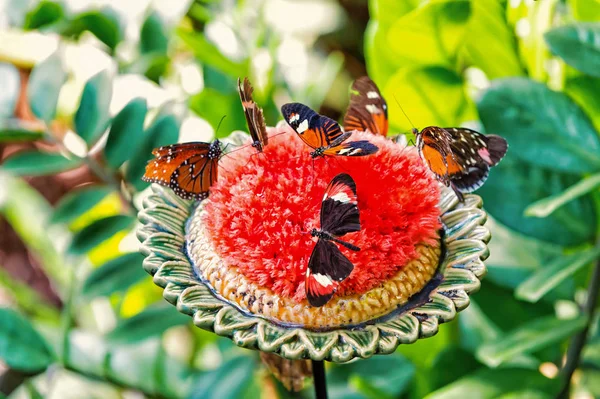 Motyli karmienie nektar z dużych kwiatów kwitnących — Zdjęcie stockowe
