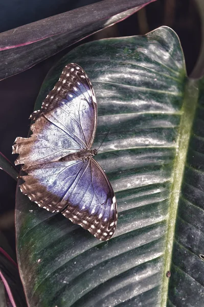 Yeşil yaprak üzerinde oturan mavi ve kahverengi kanatlı kelebek — Stok fotoğraf