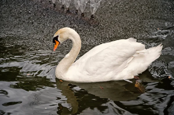 Schwanenvogel mit weißer Feder und Schnabel schwimmt im See — Stockfoto