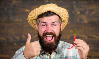 Sakallı çiftçi biber elinde tut. Çiftçi sunan sıcak biber biber ahşap arka plan. Biber hasat kavramı. Hasır şapkalı rustik çiftçi baharatlı tadı seviyor. Adam tutun biber hasat