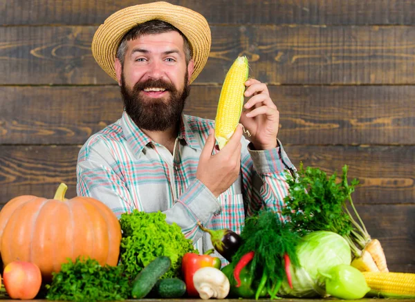 Man cheerful bearded farmer hold corncob or maize wooden background. Farmer straw hat presenting fresh vegetables. Farmer with homegrown harvest. Farmer rustic villager appearance. Grow organic crops
