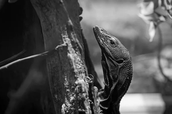 Lagarto preto repousa sobre ramo no fundo da natureza , — Fotografia de Stock