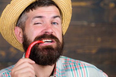 Adam tutun biber hasat. Sakallı çiftçi biber elinde tut. Biber hasat kavramı. Hasır şapkalı rustik çiftçi baharatlı tadı seviyor. Sıcak biber biber ahşap arka plan sunulması çiftçi