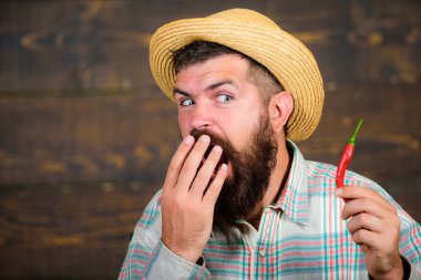 Biber hasat kavramı. Hasır şapkalı rustik çiftçi baharatlı tadı seviyor. Adam tutun biber hasat. Çiftçi sunan sıcak biber biber ahşap arka plan. Sakallı çiftçi elinde biber tutun