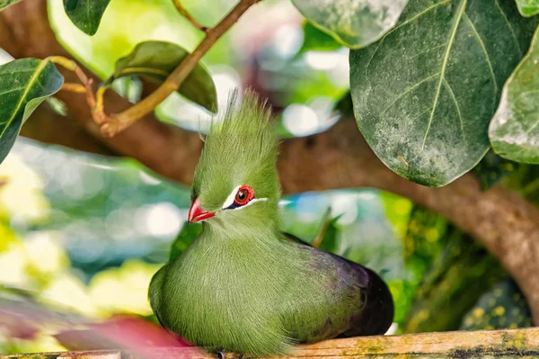 Cute vogels met rode snavel, greeny tuft en veren — Stockfoto