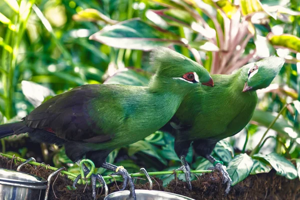 Vogels paar zat op een takje — Stockfoto