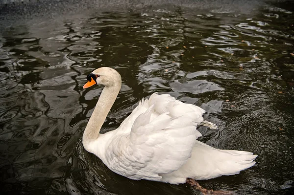 Schwanenvogel mit weißer Feder und Schnabel schwimmt im See — Stockfoto