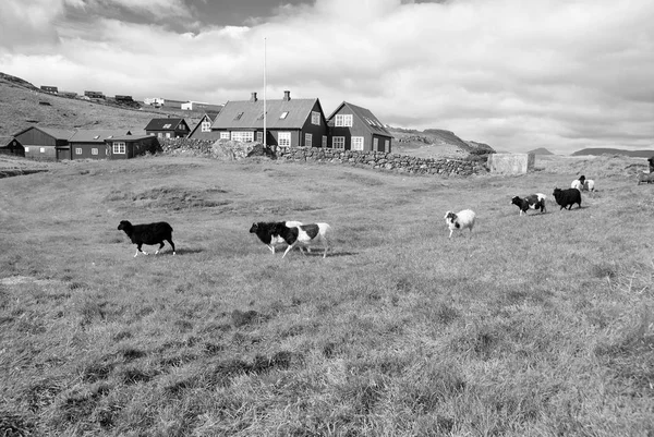 Fårskock på bete i Torshavn, Danmark. Tamfår på grönt gräs i byn. Vackra liggande vy. Djurliv på gården. Boskap. Sommarsemester på bondgård — Stockfoto