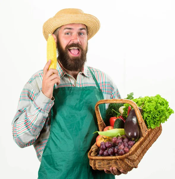 Hombre barbudo presentando vegetales fondo blanco aislado. Granjero sombrero de paja mantenga mazorca de maíz y verduras cesta. Cesta de mimbre de verduras orgánicas frescas. Hipster jardinero usar delantal llevar verduras —  Fotos de Stock