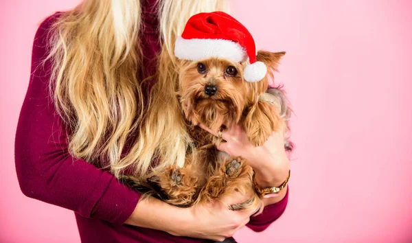 Fille attrayant blonde tenir chien animal de compagnie fond rose. Femme et yorkshire terrier portent un chapeau de Père Noël. Célébrez Noël avec des animaux domestiques. La raison aime Noël avec les animaux domestiques. Façons d'avoir joyeux Noël avec les animaux de compagnie — Photo