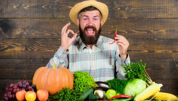 El granjero barbudo tiene el chile rojo en la mano. Agricultor que presenta fondo de madera de chile picante. Concepto de cosecha de pimienta. Granjero rústico en sombrero de paja le gusta el sabor picante. Hombre mantenga la cosecha de pimienta —  Fotos de Stock