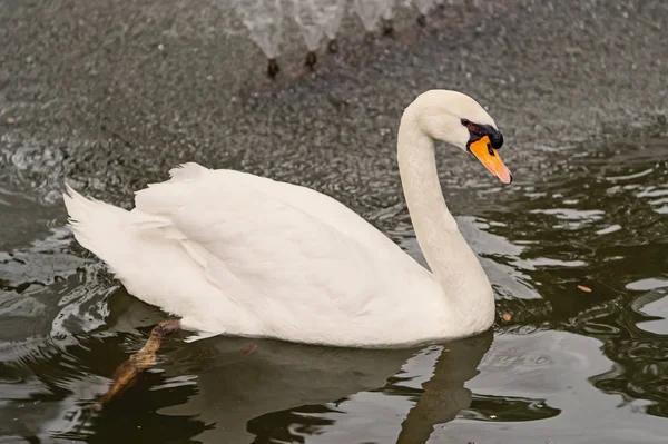 Schöner Schwanenvogel mit weißer Feder schwimmt im Wasser — Stockfoto