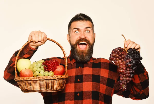 Coltivazione e concetto di giardino. Uomo con barba tiene cesto di frutta — Foto Stock
