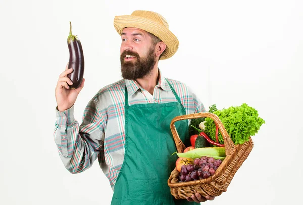 Bokovky zahradník nosí zástěru carry zeleniny. Farmář slamák hold lilku a koš zeleniny. Čerstvá biozelenina proutěný koš. Muž vousatý prezentující zelenina bílé pozadí, samostatný — Stock fotografie
